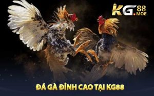 Trải nghiệm đấu trường đá gà KG88 