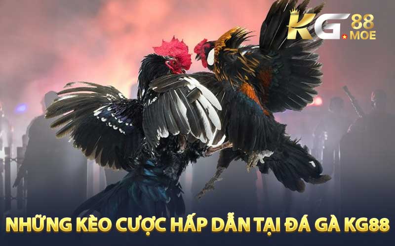 Những kèo cược hấp dẫn tại đá gà KG88 